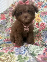Lexi , a female Shihpoo for sale in Merritt Island, FL – 6 of 10