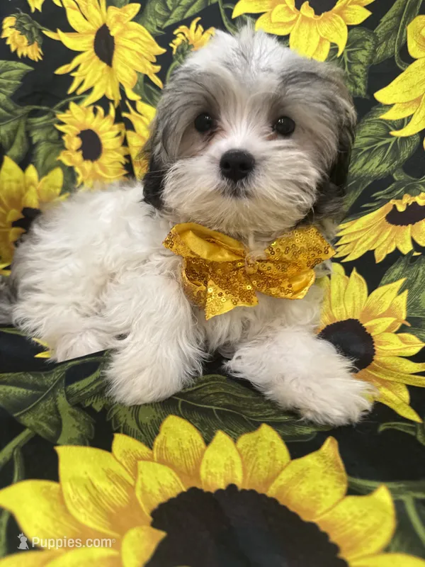 Maverick  – Mal Shi puppy for sale in Merritt Island, FL