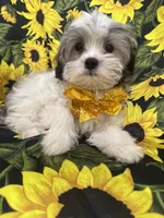 Maverick , a male Mal Shi for sale in Merritt Island, FL – 1 of 10