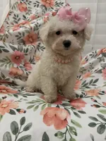 Lilly, a female Bichon Frise for sale in Merritt Island, FL – 4 of 9