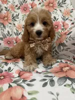 Colby , a male Cavapoo for sale in Merritt Island, FL – 5 of 10