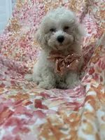 Remi , a male Maltipoo for sale in Merritt Island, FL – 6 of 8