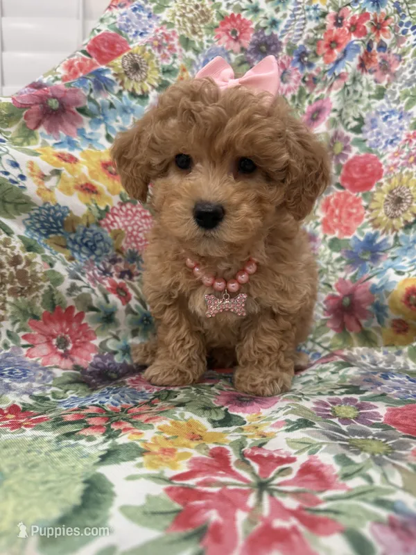 Bella  – Maltipoo puppy for sale in Merritt Island, FL