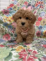 Bella , a female Maltipoo for sale in Merritt Island, FL – 1 of 7