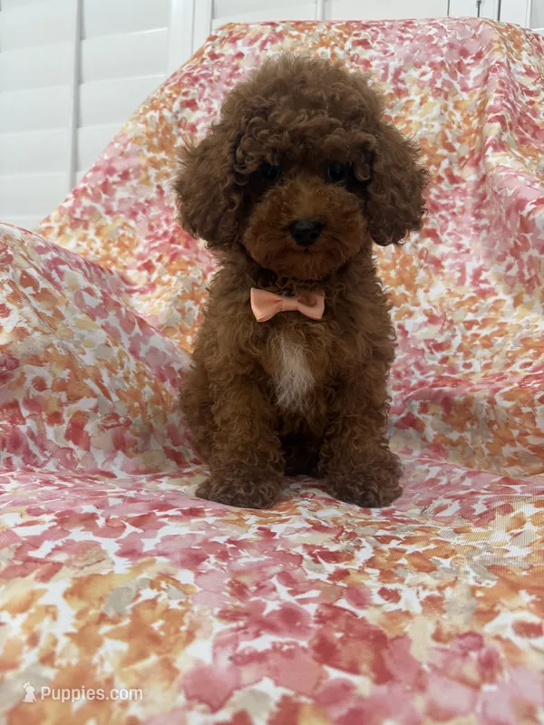 Alex  – Poodle - Miniature  puppy for sale in Merritt Island, FL