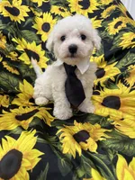 Milo , a male Bichon Frise for sale in Merritt Island, FL – 4 of 10