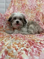 Maverick , a male Mal Shi for sale in Merritt Island, FL – 3 of 10