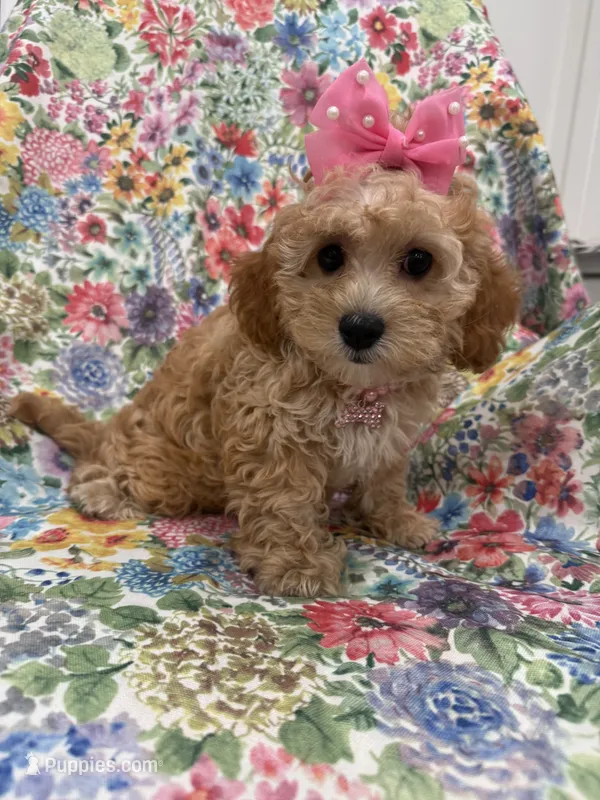 Marley  – Cavapoo puppy for sale in Merritt Island, FL