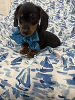 Frankie , a male Miniature Dachshund for sale in Merritt Island, FL – 6 of 9