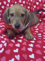 Scrappy , a male Miniature Dachshund for sale in Merritt Island, FL – 7 of 7