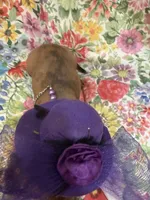 Peebles , a female Miniature Dachshund for sale in Merritt Island, FL – 2 of 10