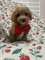 Cooper , a male Poodle - Miniature  and Cavachon for sale in Merritt Island, FL – 2 of 10
