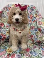 Daisy, a female Bernedoodle for sale in Merritt Island, FL – Photo 6 of 10
