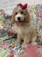 Daisy, a female Bernedoodle for sale in Merritt Island, FL – Photo 10 of 10