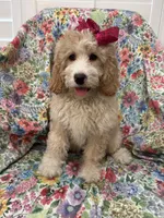 Daisy, a female Bernedoodle for sale in Merritt Island, FL – Photo 7 of 10