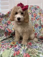 Daisy, a female Bernedoodle for sale in Merritt Island, FL – Photo 5 of 10