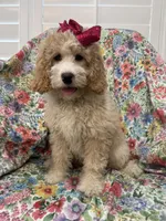 Daisy, a female Bernedoodle for sale in Merritt Island, FL – Photo 9 of 10