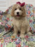 Daisy, a female Bernedoodle for sale in Merritt Island, FL – Photo 3 of 10