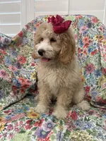 Daisy, a female Bernedoodle for sale in Merritt Island, FL – Photo 4 of 10