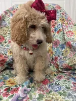 Daisy, a female Bernedoodle for sale in Merritt Island, FL – Photo 2 of 10