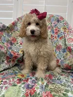 Daisy, a female Bernedoodle for sale in Merritt Island, FL – Photo 8 of 10