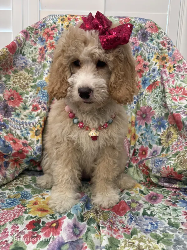 Daisy – Bernedoodle puppy for sale in Merritt Island, FL