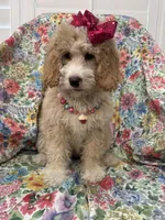 Daisy, a female Bernedoodle for sale in Merritt Island, FL – Photo 1 of 10