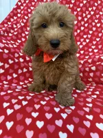 Rex , a male Miniature Goldendoodle for sale in Merritt Island, FL – 5 of 10
