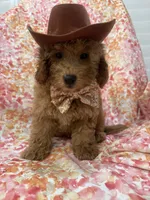 Oakley , a male Goldendoodle for sale in Merritt Island, FL – 9 of 10
