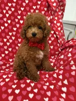 Cooper , a male Poodle - Miniature  for sale in Merritt Island, FL – 8 of 10