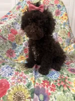 Zoey , a female Poodle - Toy  for sale in Merritt Island, FL – 3 of 10