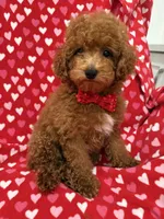 Cooper , a male Poodle - Miniature  for sale in Merritt Island, FL – 4 of 10