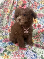 Lexi , a female Shihpoo for sale in Merritt Island, FL – 4 of 10