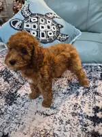 Scarlett, a female Poodle - Miniature  for sale in Merritt Island, FL – 4 of 6