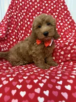 Rex , a male Miniature Goldendoodle for sale in Merritt Island, FL – 9 of 10