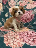Diana, a female Cavalier King Charles Spaniel for sale in Merritt Island, FL – Photo 2 of 9