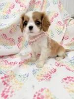 Diana, a female Cavalier King Charles Spaniel for sale in Merritt Island, FL – Photo 7 of 9