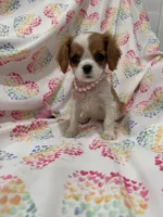 Diana, a female Cavalier King Charles Spaniel for sale in Merritt Island, FL – Photo 5 of 9