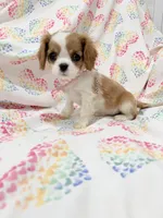 Diana, a female Cavalier King Charles Spaniel for sale in Merritt Island, FL – Photo 3 of 9