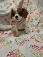 Diana, a female Cavalier King Charles Spaniel for sale in Merritt Island, FL – Photo 9 of 9