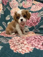 Diana, a female Cavalier King Charles Spaniel for sale in Merritt Island, FL – Photo 6 of 9