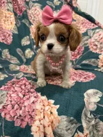 Diana, a female Cavalier King Charles Spaniel for sale in Merritt Island, FL – Photo 8 of 9