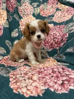 Diana, a female Cavalier King Charles Spaniel for sale in Merritt Island, FL – Photo 4 of 9