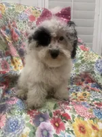 Lilly , a female Poodle - Miniature  for sale in Merritt Island, FL – 6 of 8