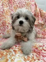 Maverick , a male Mal Shi for sale in Merritt Island, FL – 5 of 10
