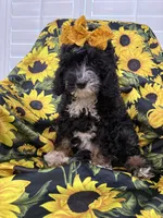 Violet , a female Miniature Bernedoodle for sale in Merritt Island, FL – 6 of 8