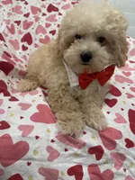 Peaches 🍑 , a male Maltipoo for sale in Merritt Island, FL – 2 of 9
