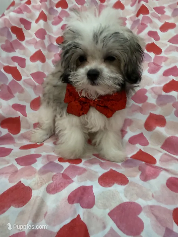 Gizmo  – Mal Shi puppy for sale in Merritt Island, FL