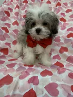 Gizmo , a male Mal Shi for sale in Merritt Island, FL – 1 of 10