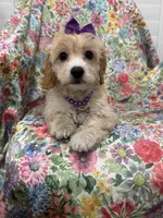 Callie , a female Cavapoo for sale in Merritt Island, FL – 4 of 10